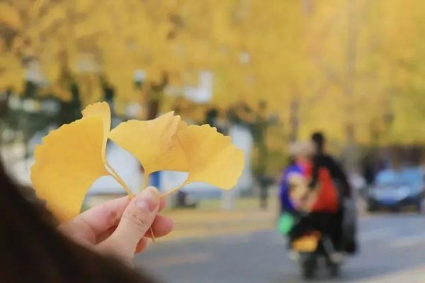 银河策略 秋天的河南，金灿灿！